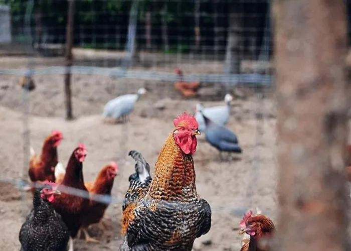 Farma Gospodarstwo agroturystyczne *